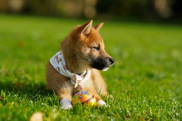 Effective Training Techniques to Help Your Akita Welcome Visitors with Open Paws