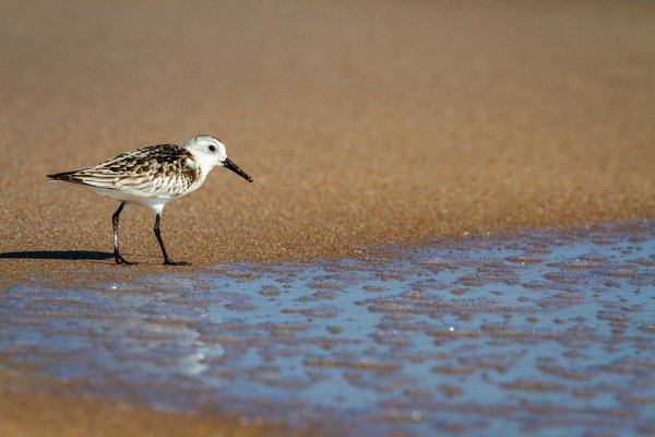 Essential Guidelines for UK Dog Walkers to Protect Nesting Sandpipers on Coastal Beaches