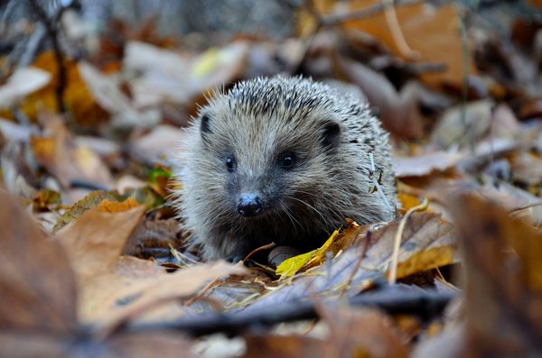 How do British hedgehogs navigate urban environments?